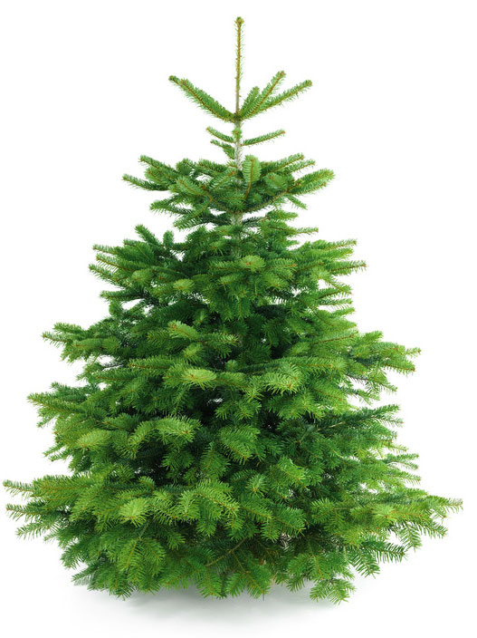 Weihnachtsbäume Schäfer